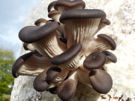 brown-mushrooms-growing