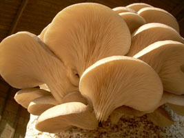 white-mushrooms-growing